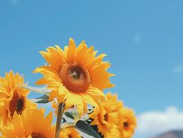 djärv solrosor stående lång under de klar blå sommar himmel foto