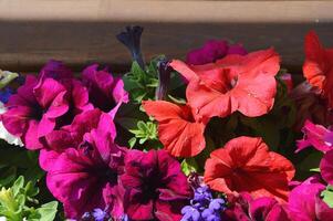 blomning petunia på de veranda. ljus sommar färgrik blommor. foto