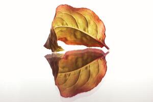 röd blad reflexion, höst löv foto