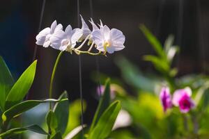 stänga upp av vit dendrobium dvärg- orkidéer bukett är blomning i hängande pott på mörk bakgrund i Hem trädgårdsarbete område foto