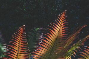 solljus och skugga på yta av färgrik höst ormbunke löv är blomning på mörk grönska bakgrund i botanisk trädgård foto