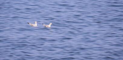 fokus på 2 seagulls flytande för mat i de hav med rörelse fläck av krusningar på blå hav yta i panorama- se foto