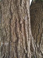 bakgrund av grovhet bark textur av de gammal stor träd trunk i vertikal ram foto
