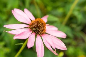 skön daisy växande i de trädgård. trädgårdsarbete begrepp, närbild. de blomma är pollinerad förbi en humla. foto