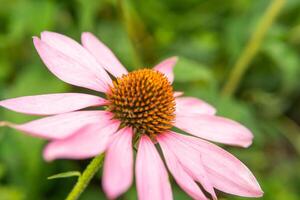 skön daisy växande i de trädgård. trädgårdsarbete begrepp, närbild. de blomma är pollinerad förbi en humla. foto