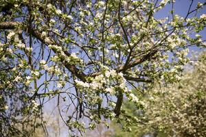 ett äpple träd i en blomning parkera, de allmän plan.blomning grenar av ett äpple träd med vit blommor, en bakgrund av vår natur foto