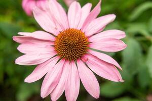 skön daisy växande i de trädgård. trädgårdsarbete begrepp, närbild. de blomma är pollinerad förbi en humla. foto