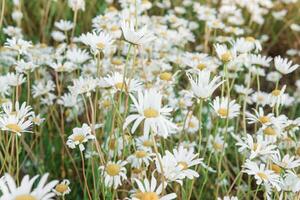 kamomill blommor i närbild. en stor fält av blommande prästkragar. de begrepp av lantbruk och de odling av användbar medicinsk örter. foto