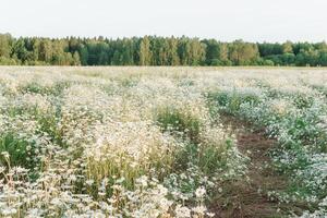 en rymlig kamomill fält i sommar. en stor fält av blommande prästkragar. de begrepp av lantbruk och de odling av användbar medicinsk örter. foto
