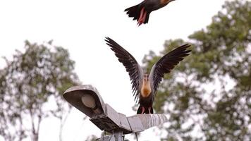 vältränad halsad ibis djur foto