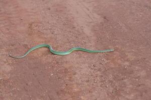 brasiliansk grön racer orm foto