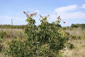 små röd bär av angiosperm växt foto