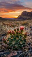 öken- kaktus på solnedgång foto