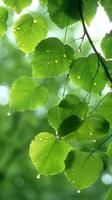 färsk grön löv med dagg droppar foto
