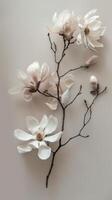 elegant vit magnolia blooms foto