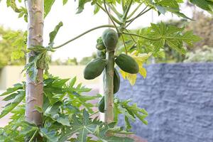 papayaträd med frukt foto