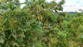 blå jacaranda träd frukt foto