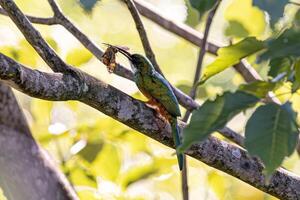 djur- rufous-tailed jacamar fågel byta på en fjäril foto