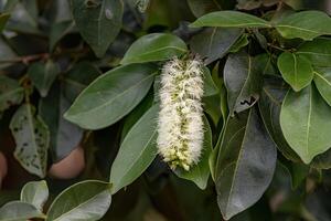 blommor av de frukt träd inga foto