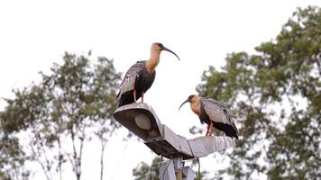 vältränad halsad ibis djur foto