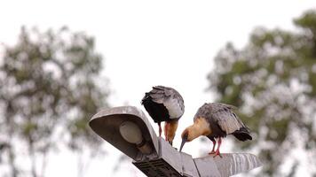 vältränad halsad ibis djur foto