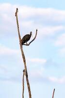 grön ibis djur- foto
