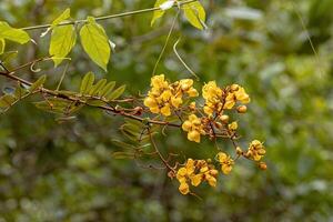 små gul blommande växt foto