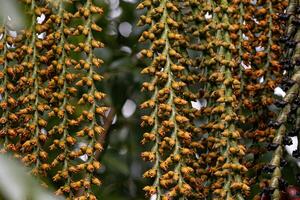 blommor av de buriti handflatan träd foto