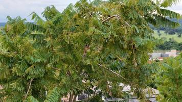 blå jacaranda träd frukt foto