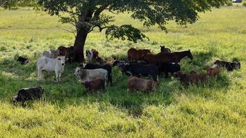 kor och hästar i en fält tar tillflykt från de eftermiddag Sol i de skugga av en träd foto