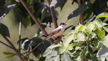 gaffel tailed flugsnappare fågel foto