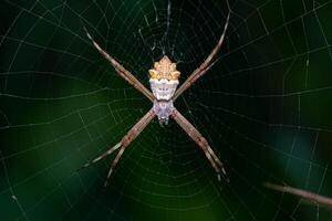 vuxen kvinnlig silver trädgård orbweaver foto