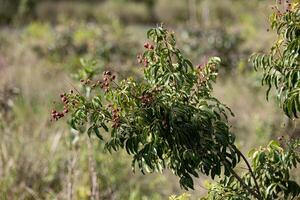 små röd bär av angiosperm växt foto