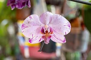 orkide blommande växt foto