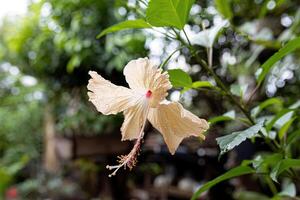 gul hibiskusblomma foto