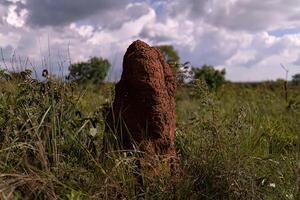 stor termit mound i de brasiliansk cerrado med bioluminescens foto