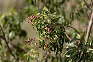 små röd bär av angiosperm växt foto