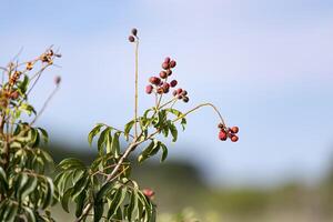 små röd bär av angiosperm växt foto