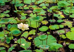 färsk löv och visnade löv i de lotus bruka fält foto