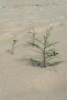 plantor av tall träd växande på sand. foto