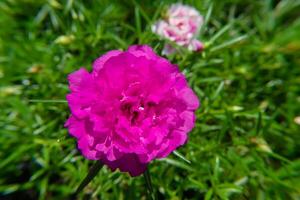 Portulaca blomma i trädgård. foto