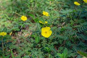 de gul blomma av djävulens tagg. foto