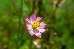 rosa kosmos blomma. foto