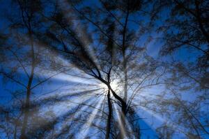 silhuett tall träd med blå himmel foto