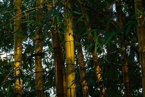 stänga upp gul bambu träd med ljus. foto