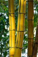 stänga upp gul bambu träd med ljus. foto