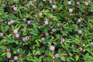 känslig växt eller mimosa pudica växt foto