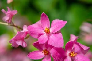 mexikansk kryp blomma foto