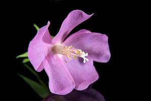 stänga upp av rosa dombeya blomma foto