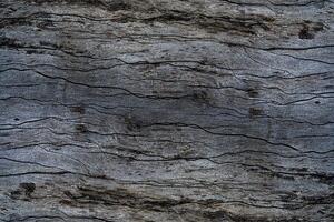 gammal tall trä textur foto